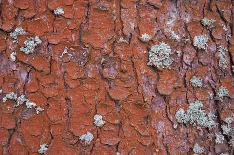 Texture of coniferous tree bark. horizontal format Stock Photos