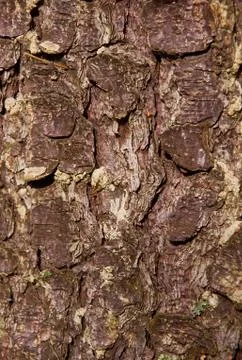 Texture of coniferous tree bark. Vertical format Stock Photos