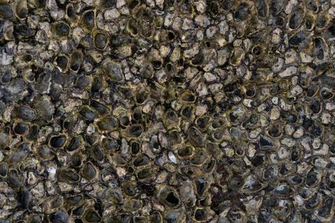 Texture of coral stone and shell Stock Photos