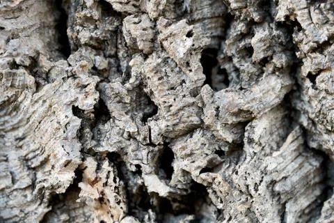 Texture of a cork tree bark macro photo Stock Photos