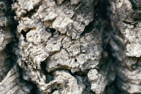 Texture of a cork tree bark macro photo Stock Photos