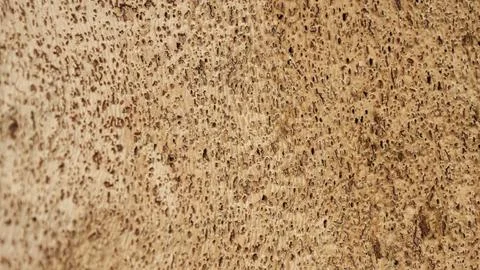 Texture of cork tree bark, peeled cork strips Stock Photos
