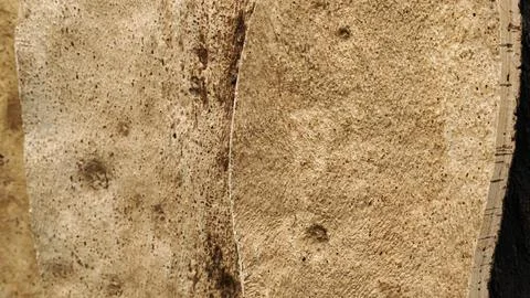 Texture of cork tree bark, peeled cork strips Stock Photos