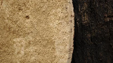 Texture of cork tree bark, peeled cork strips Stock Photos