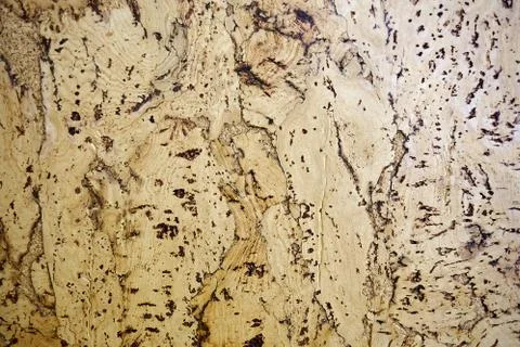 The texture of a cork tree. Empty yellow surface with cracks. Abstract backgr Stock Photos
