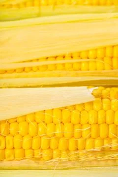 Texture of corn cobs closeup Stock Photos