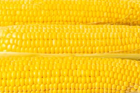 Texture of corn cobs closeup Stock Photos