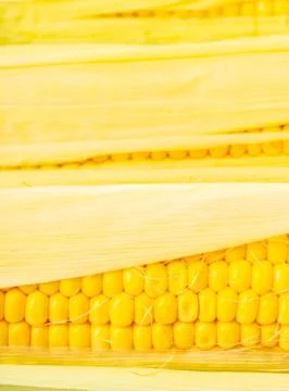 Texture of corn cobs closeup Stock Photos