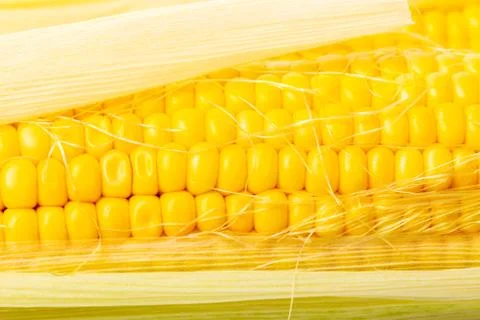 Texture of corn cobs closeup Stock Photos