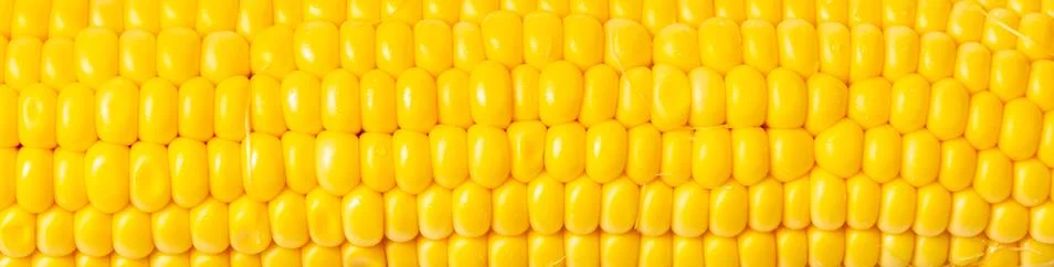 Texture of corn cobs closeup Foto stock