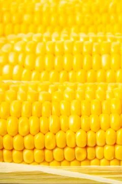Texture of corn cobs closeup Stock Photos