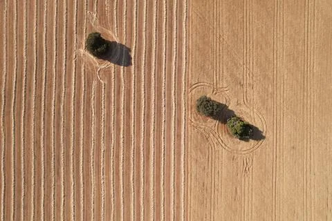 Texture of a corn field being harvested Stock Photos