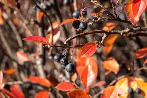 Texture of cotoneaster branches with gold yellow red leaves and black berries Stock Photos