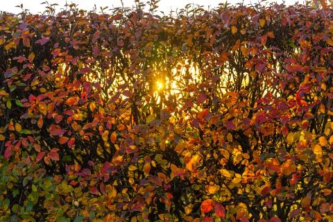 Texture of cotoneaster branches with gold yellow red leaves and black berries 스톡 사진