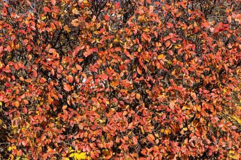 Texture of cotoneaster branches with gold yellow red leaves and black berries Stock Photos