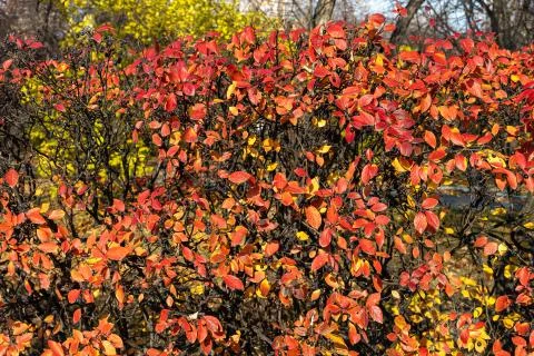 Texture of cotoneaster branches with gold yellow red leaves and black berries Foto stock