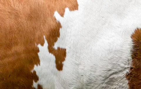 Texture of a cow coat Stock Photos
