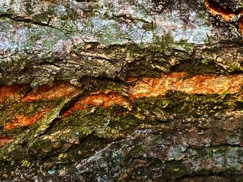 Texture of the cracked bark of an old tree Stock Photos