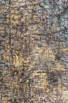 Texture of the cracked flat surface of old wood Stock Photos