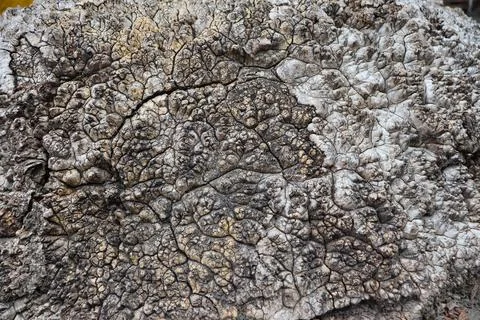 Texture of cracked surface on a weathered rock found in a natural setting 写真素材