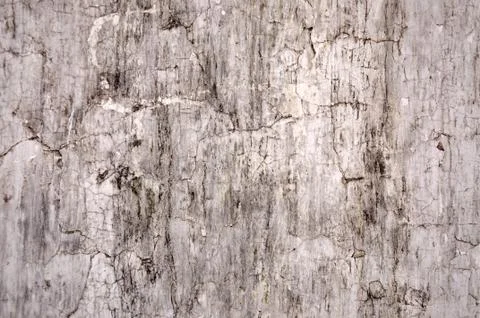 Texture cracked white Foundation. Stock Photos