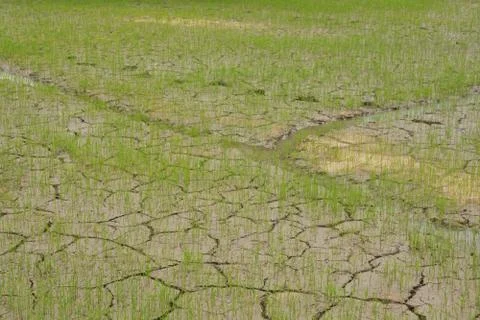 Texture of cracks in the ground tree growing on cracked ground Stock Photos