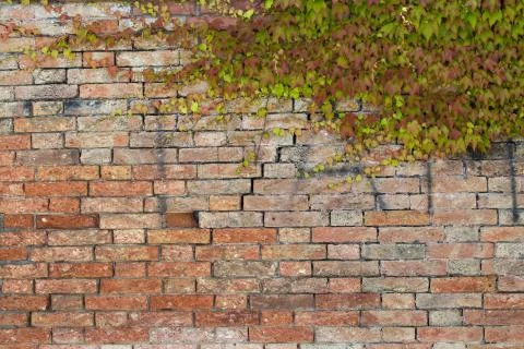 Texture of creeper over brick wall. Green wall. 写真素材