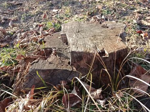 Texture cross-section of cut tree with cracks, tree stump with cracks. Gray Stock Photos