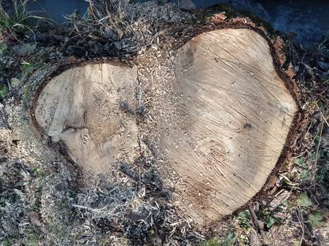 Texture cross-section of cut tree with cracks, tree stump with cracks. Gray Stock Photos