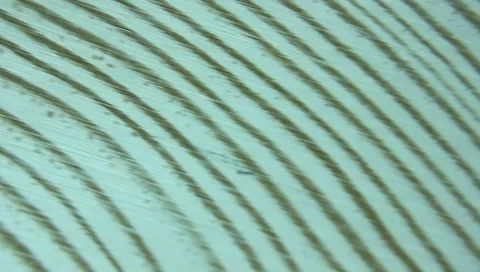 Texture of a cross-section of a pine tree close-up, cross-section of annual r Video stock 90643155