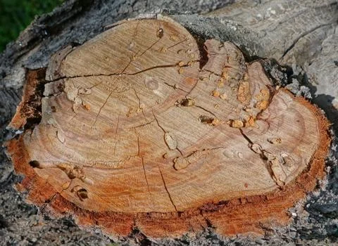 Texture of a cross section of a tree. Stock Photos