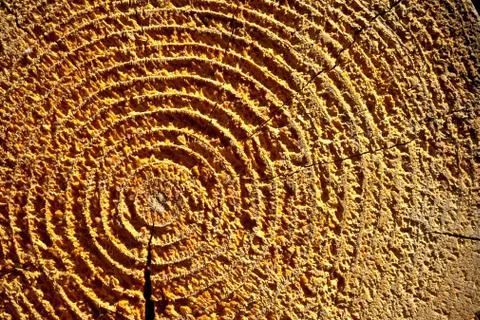 Texture of crossed tree stump Stock Photos