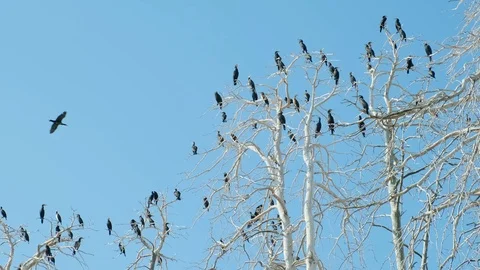 Texture of crown of trees with bare branches and black cormorants sitting Stock Footage 123382642