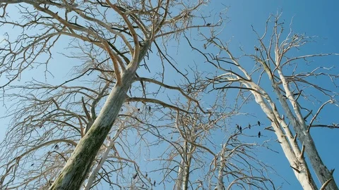 Texture crown of trees branches black cormorants sitting on blue sky Stock Footage 123382545