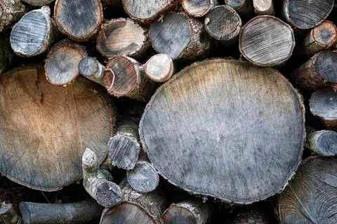 Texture of cut and stacked tree trunks. Stock Photos
