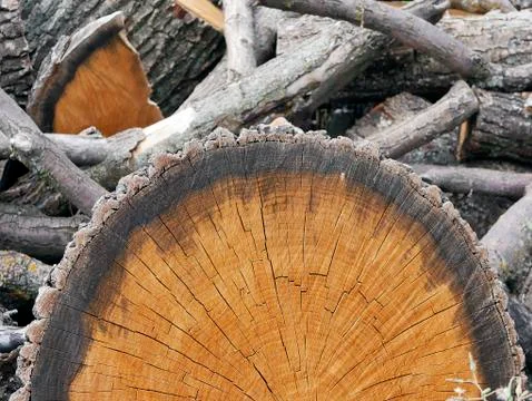 The texture of the cut of a brown tree Stock Photos