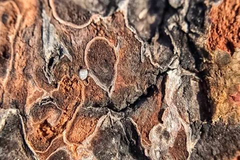 The texture of the cut on the inside of the tree Stock Photos