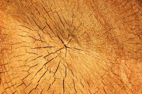 Texture of a cut old tree Stock Photos
