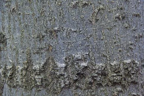 Texture of a cut of an old tree Stock Photos