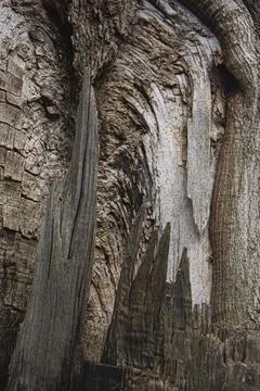 Texture of a cut of an old tree Stock Photos