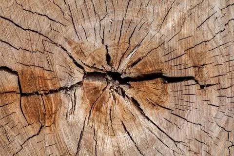 Texture of cut old tree stump with annual rings and cracks. Wooden texture Stock Photos