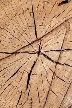 Texture of cut old tree stump with annual rings and cracks. Wooden texture Stock Photos
