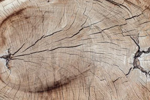 Texture of cut old tree stump with annual rings and cracks. Wooden texture Stock Photos