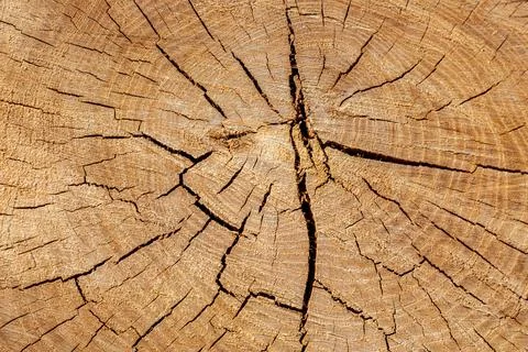 Texture of cut old tree stump with annual rings and cracks. Wooden texture Stock Photos