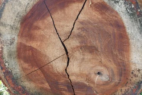 Texture of cut old tree stump with annual rings and cracks. Wooden texture 写真素材