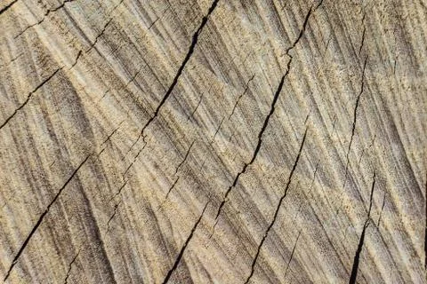 Texture of the cut surface of cracked dry natural wood Stock Photos