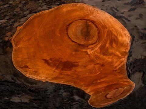 The texture of a cut of a thick branch of a large tree. Stock Photos