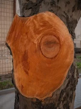 The texture of a cut of a thick branch of a large tree. Stock Photos