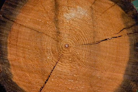 The texture of a cut tree in the forest 스톡 사진