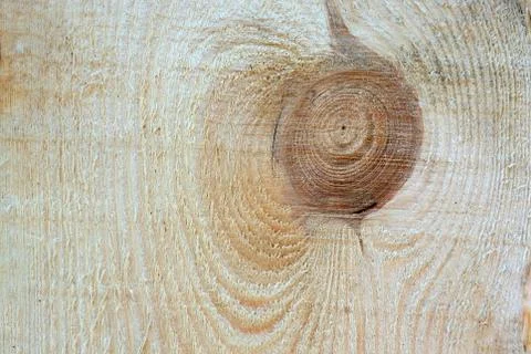 The texture of the cut tree. A knot on a light cut wood background. Saw cut t Stock-Fotos